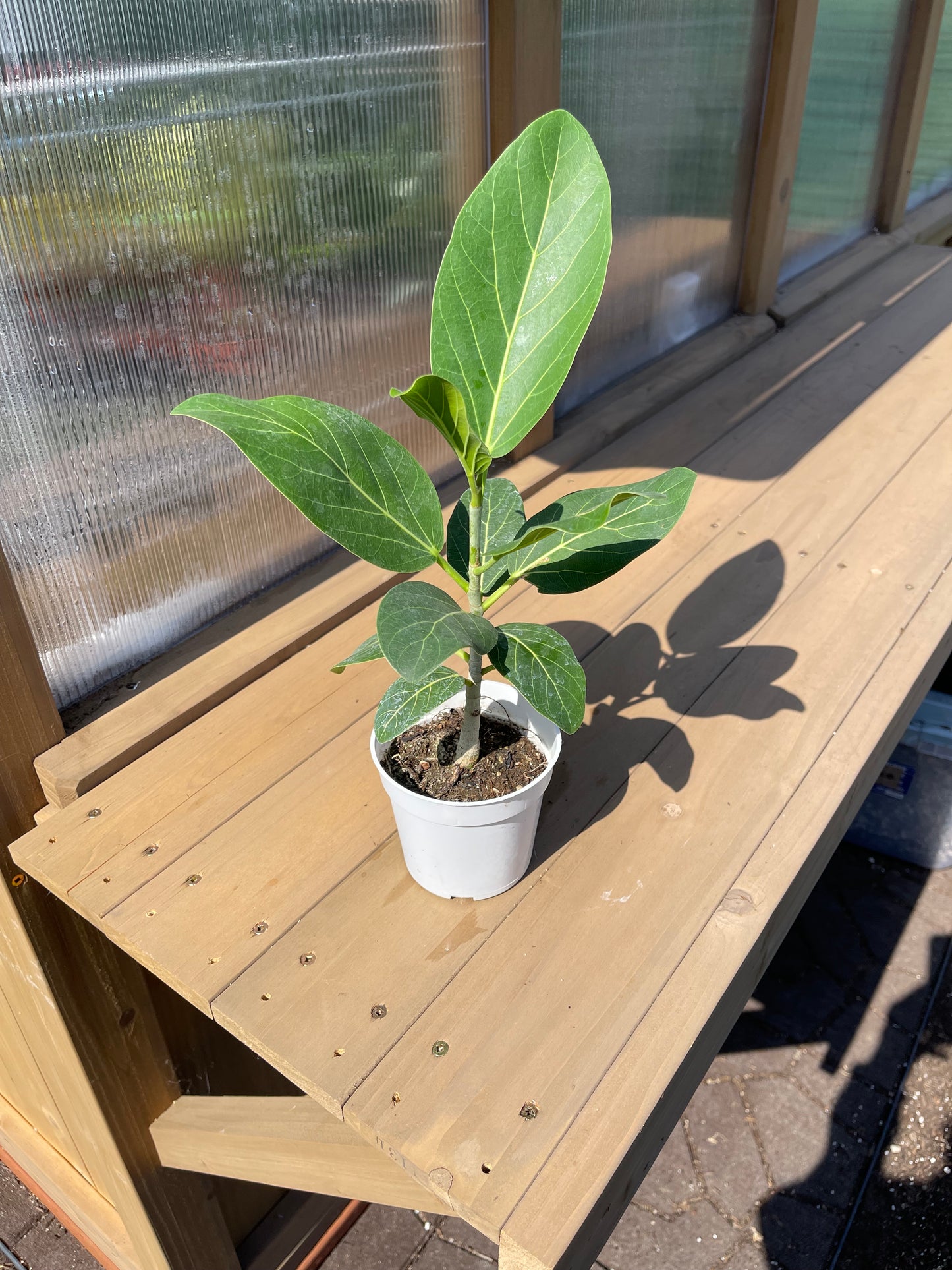 4 inch Ficus Audrey