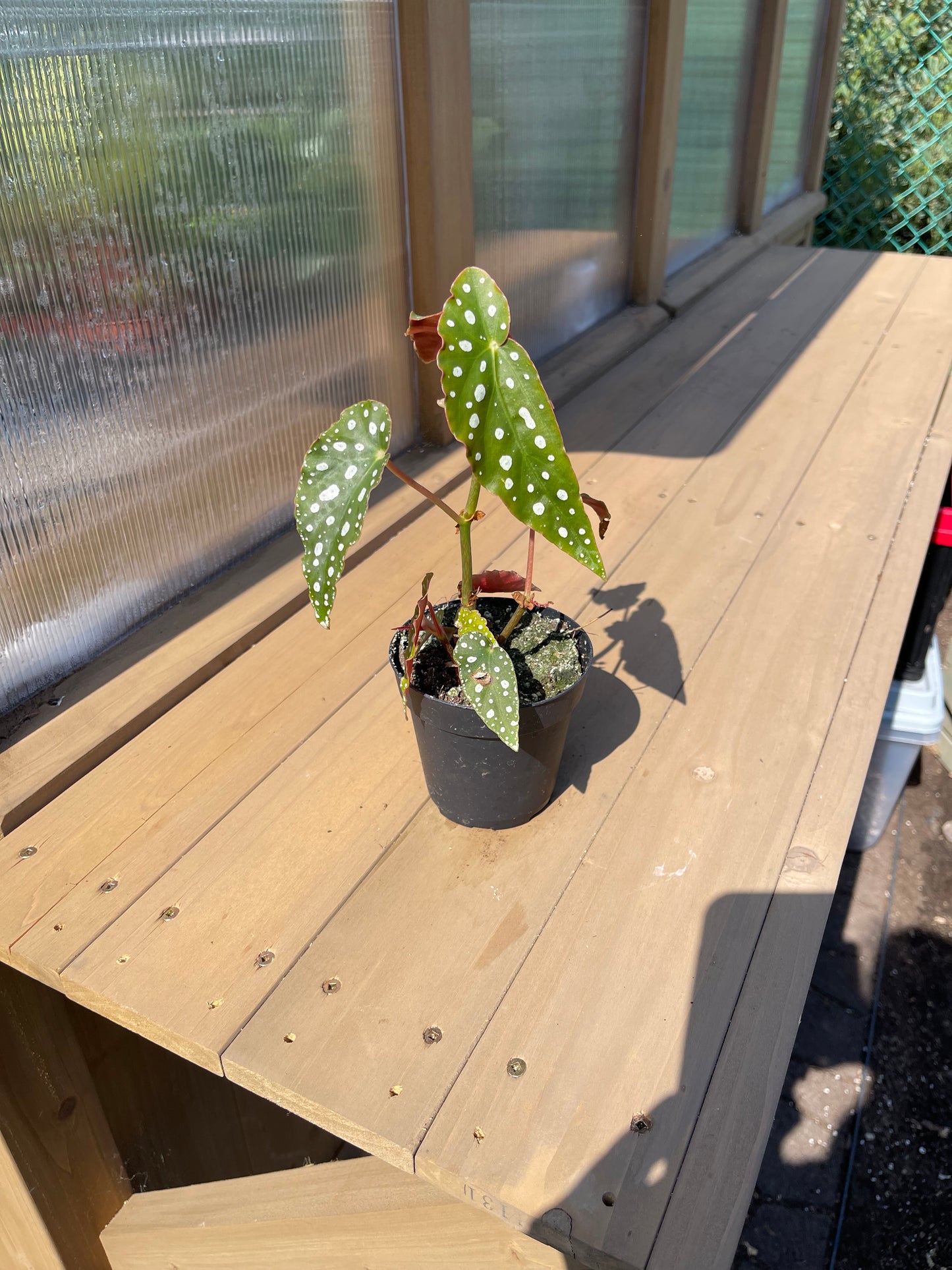4 inch Begonia Maculata