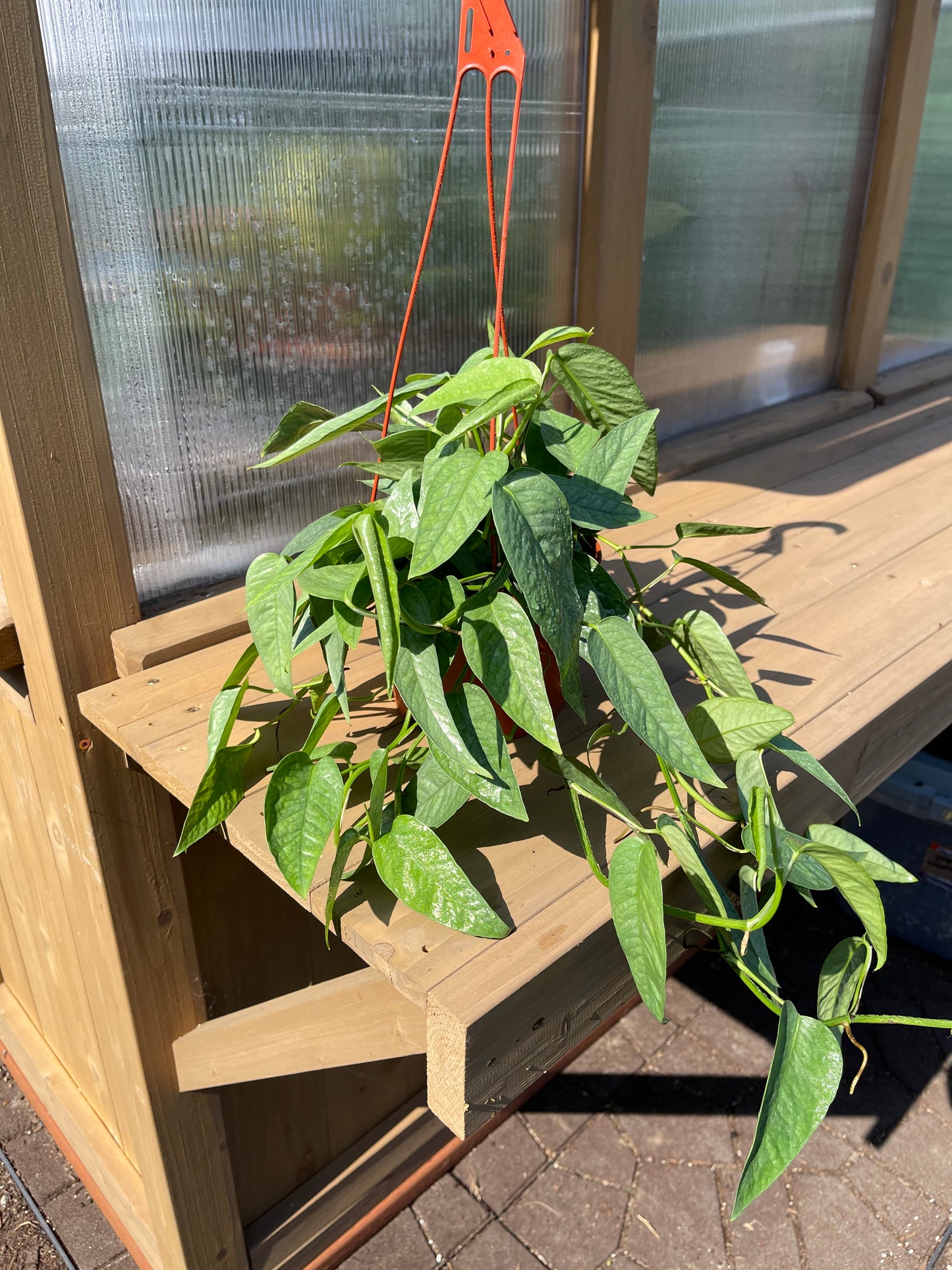 6 inch Pothos “Cebu Blue”