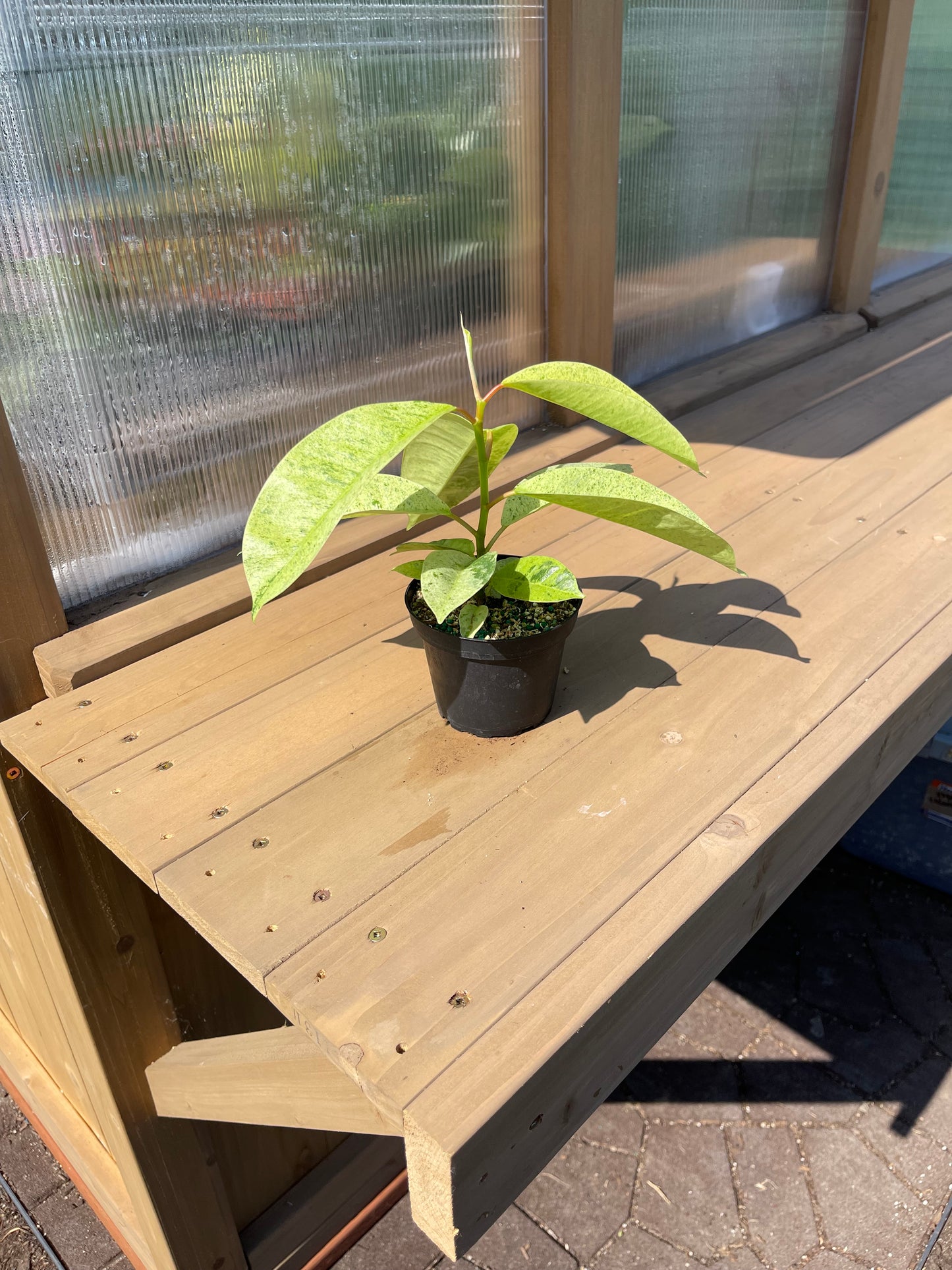 4 inch Ficus Shivereana Moonshine