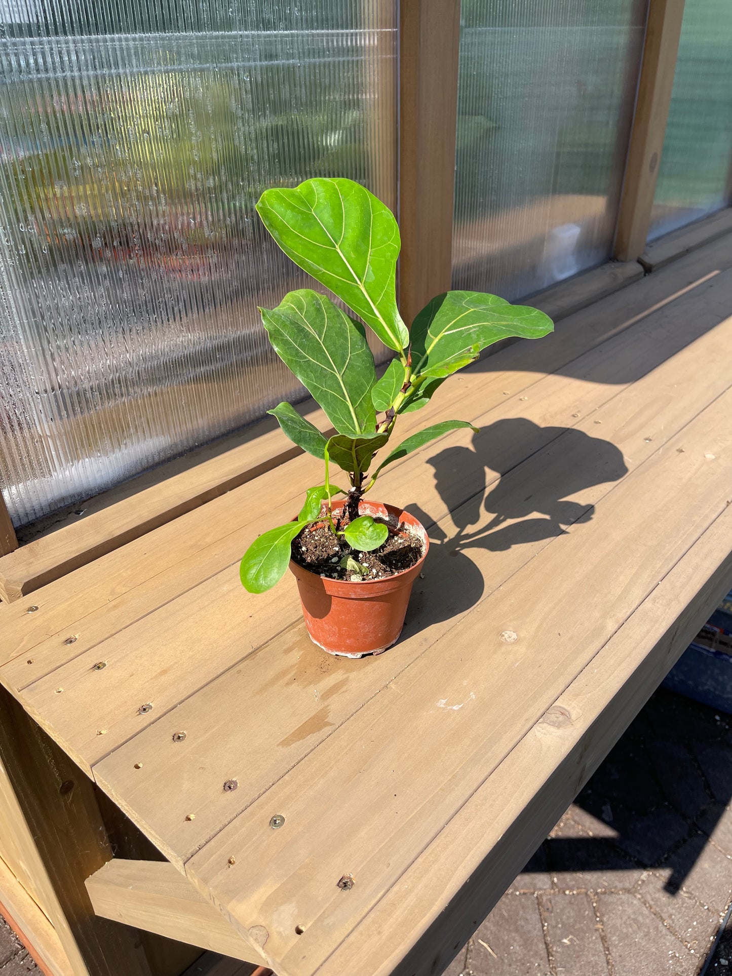 4 inch Ficus Lyrata Bambino