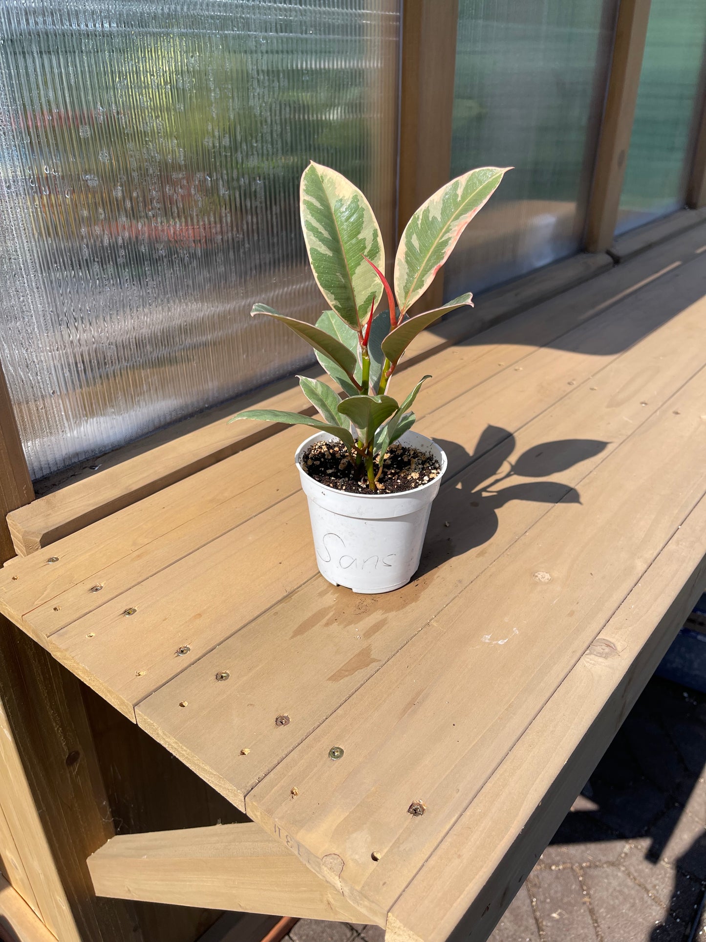 4 inch Ficus Elastica Tineke