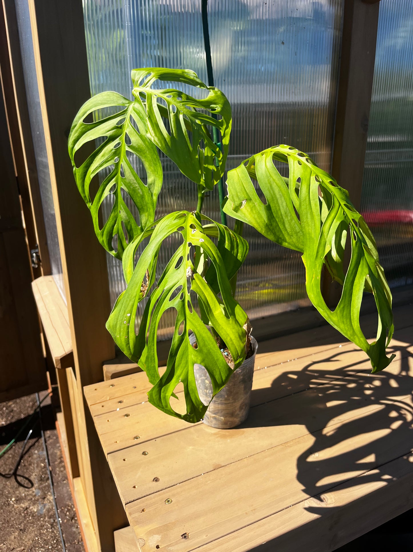 4 inch Monstera “Esqueleto”