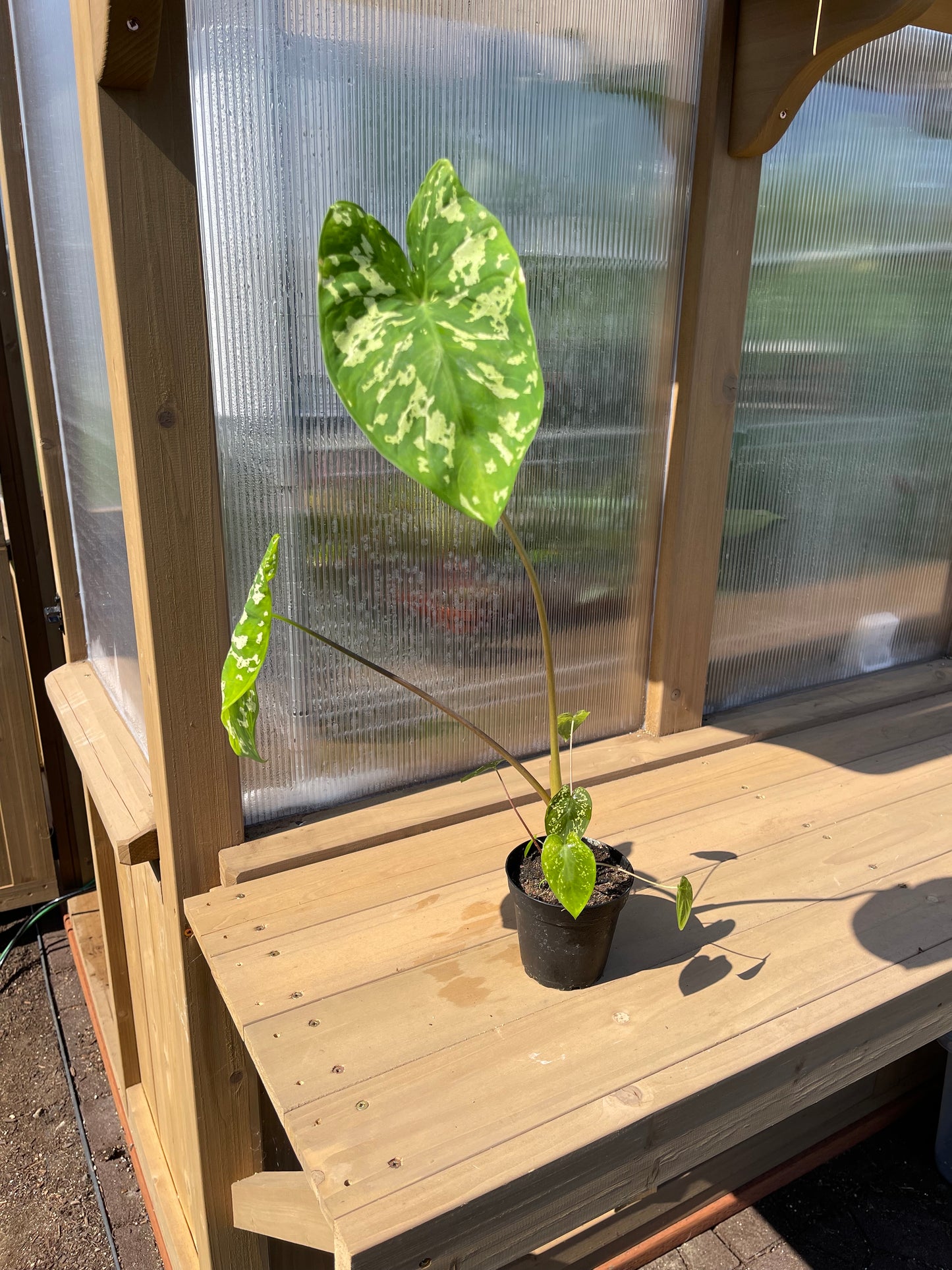 4 inch Alocasia “Hilo Beauty”