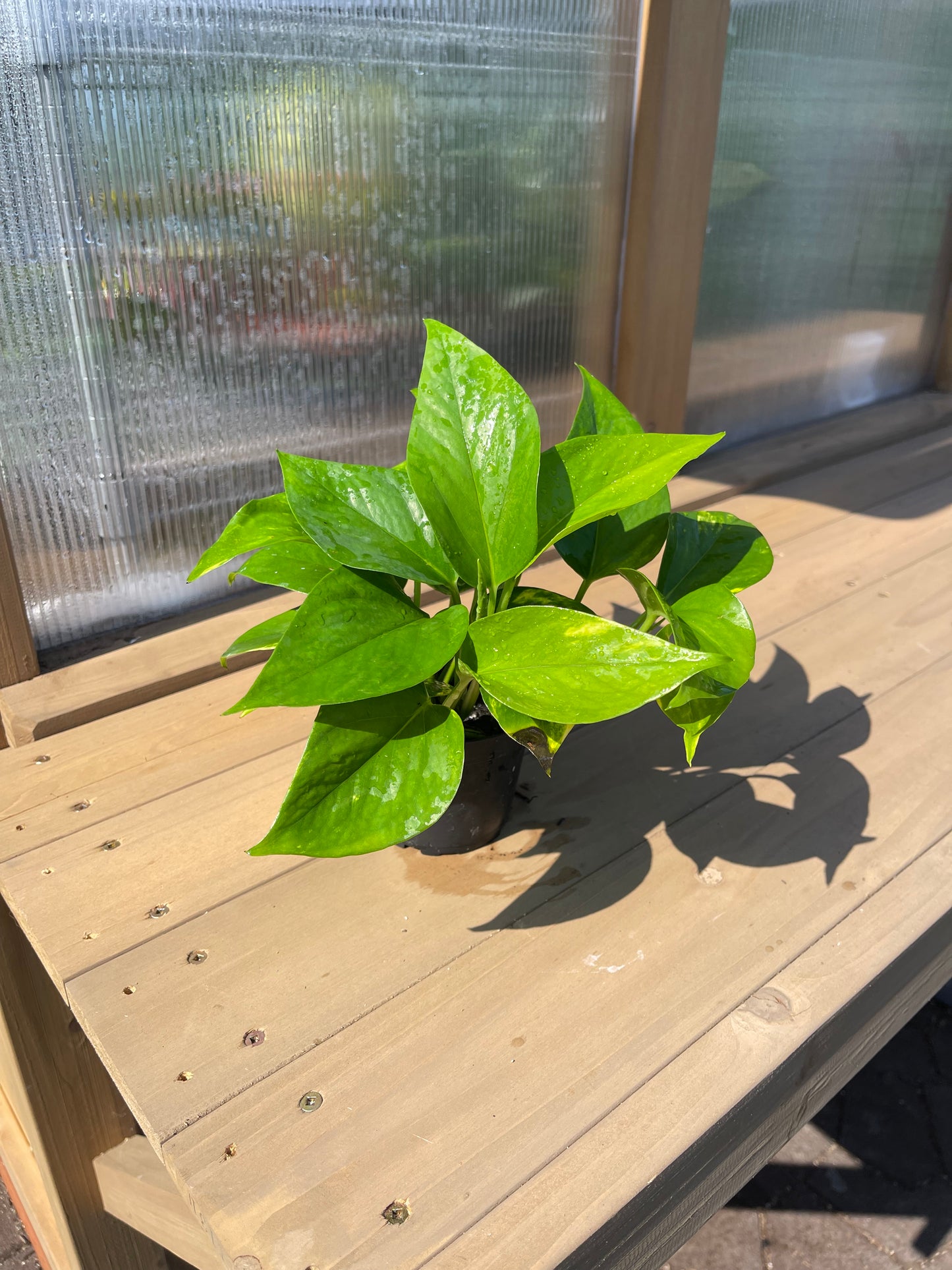 4 inch Golden Pothos