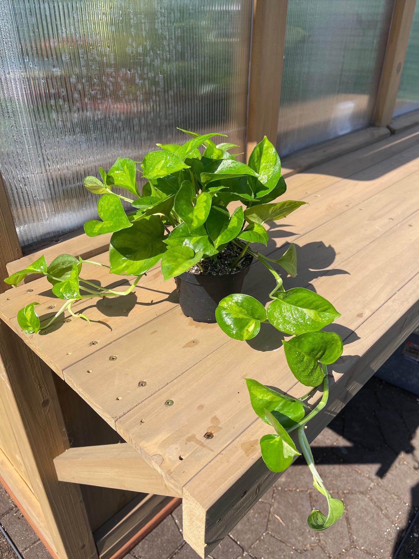 4 inch Pothos “Global Green”