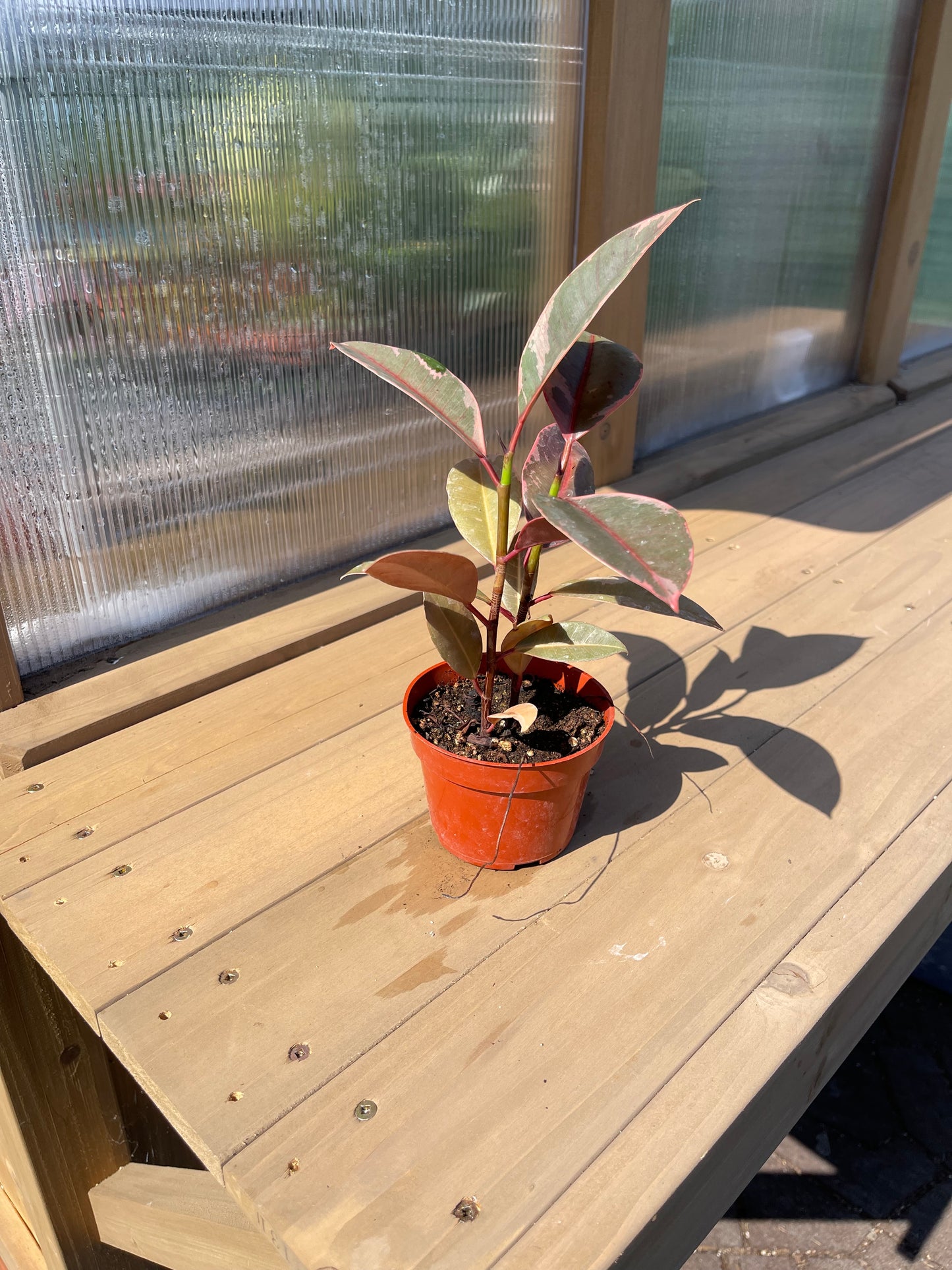 4 inch Ficus Elastica Ruby