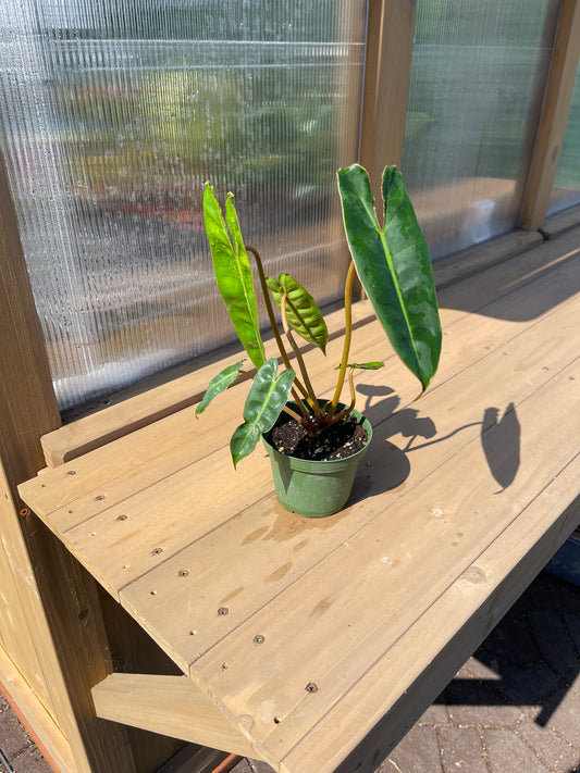 4 inch Philodendron “Billietiae”
