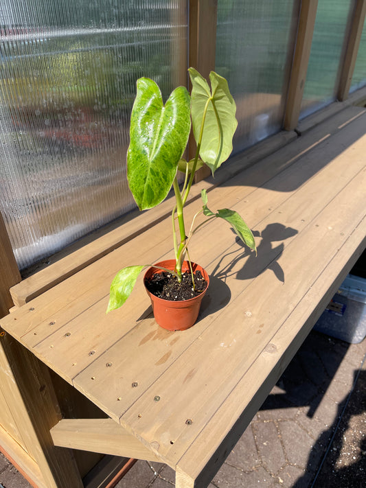 4 inch Philodendron “Parasio Verde”
