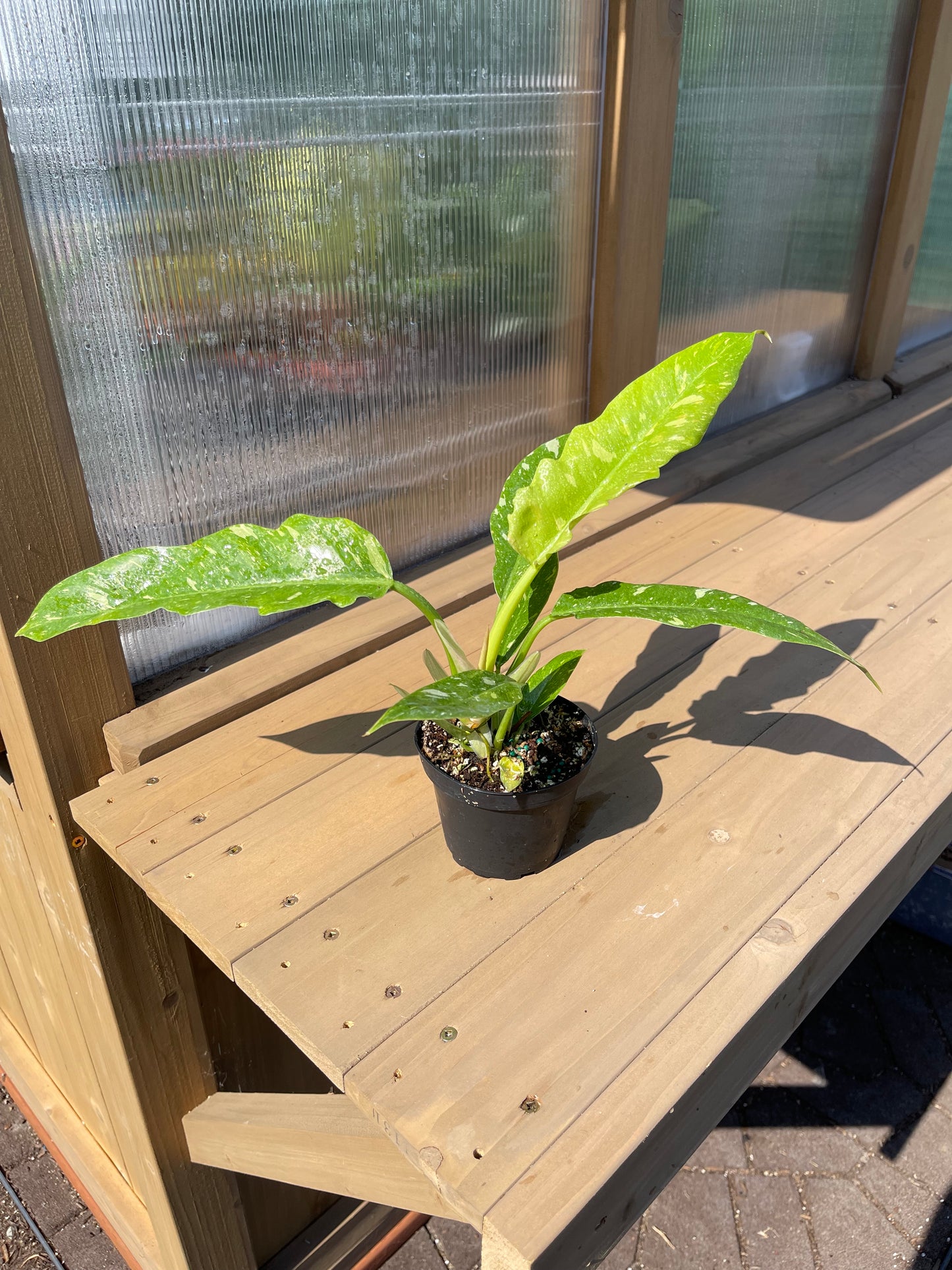 4 inch Philodendron “Ring of Fire”