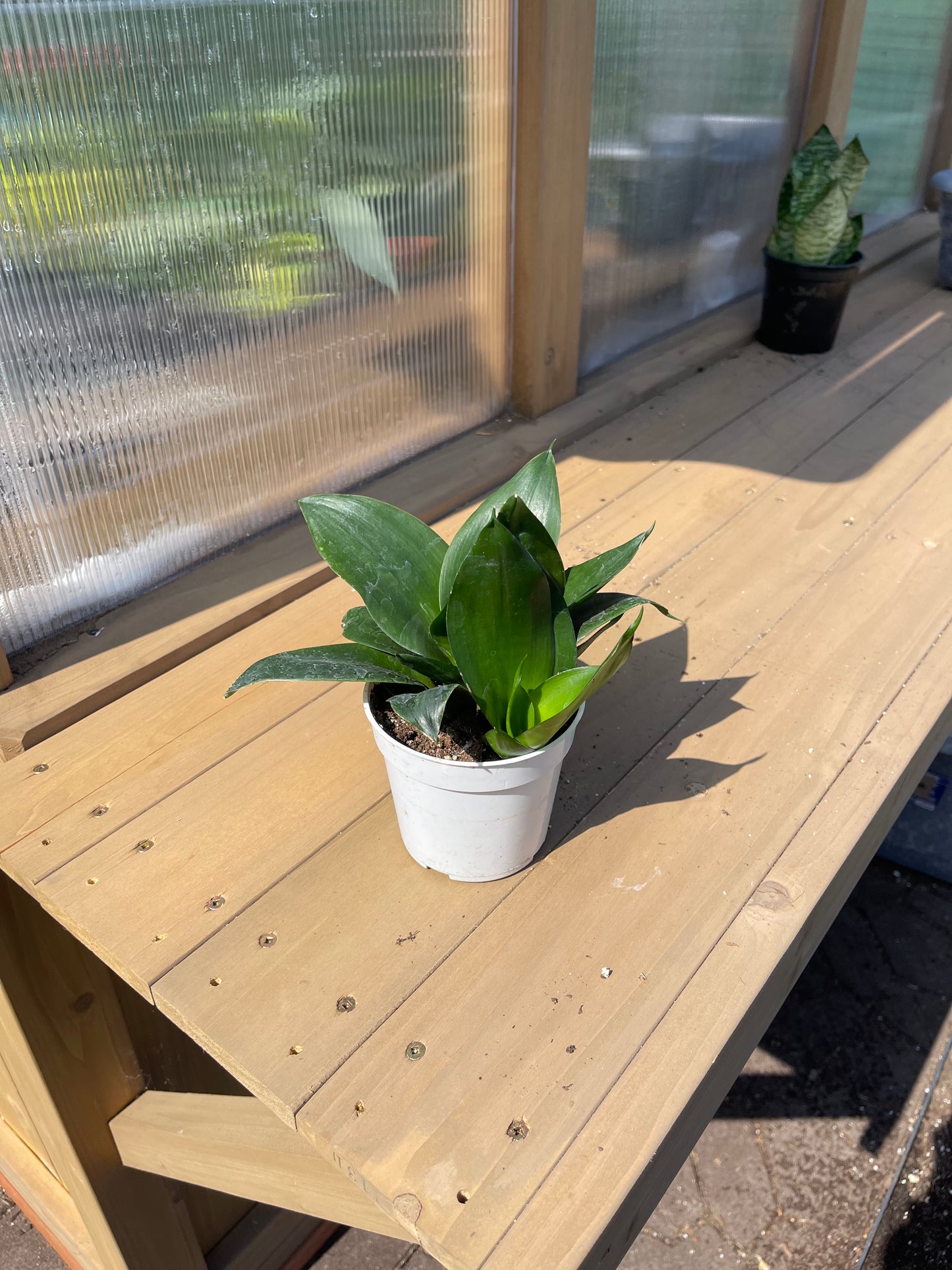 4 inch Snake Plant “Jade Star”