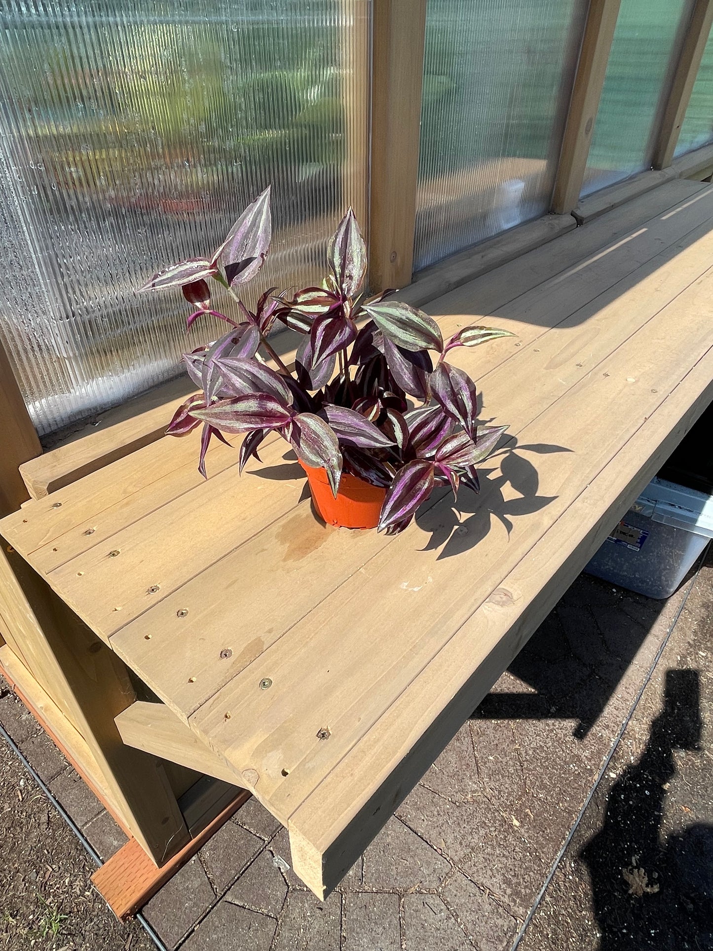 4 inch Tradescantia Red Gem