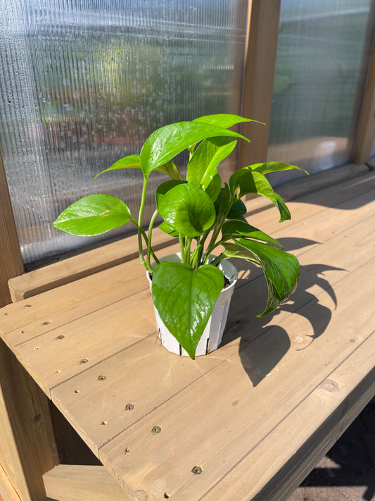 4 inch Green Queen Pothos