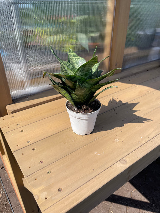 4 inch Snake Plant “Forest Star”