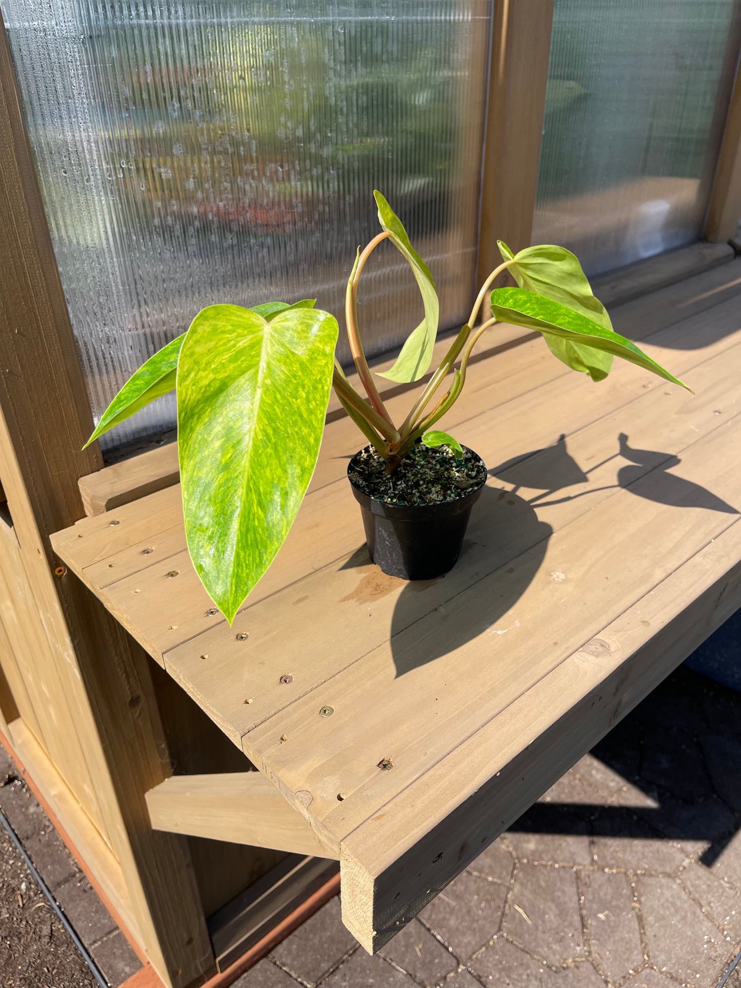 4 inch Philodendron “Painted Lady”