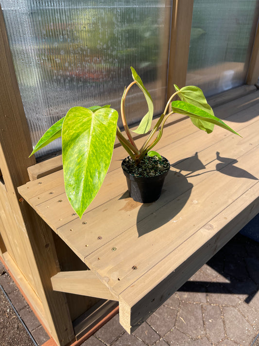 4 inch Philodendron “Painted Lady”