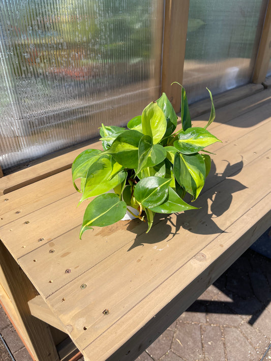 4 inch Philodendron “Brasil”