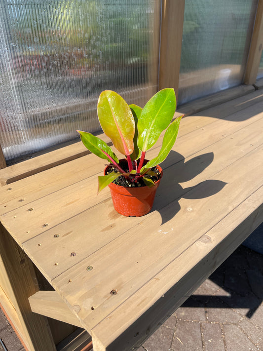 4 inch Philodendron “Prince of Orange”