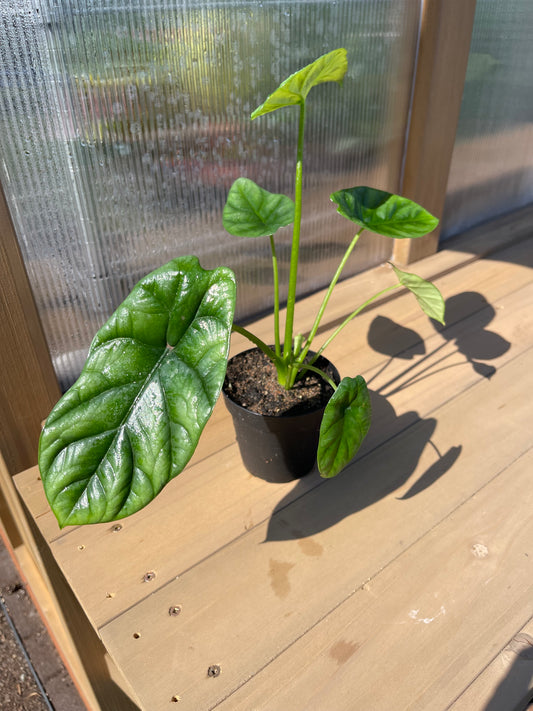 4 inch Alocasia “Quilted dreams”