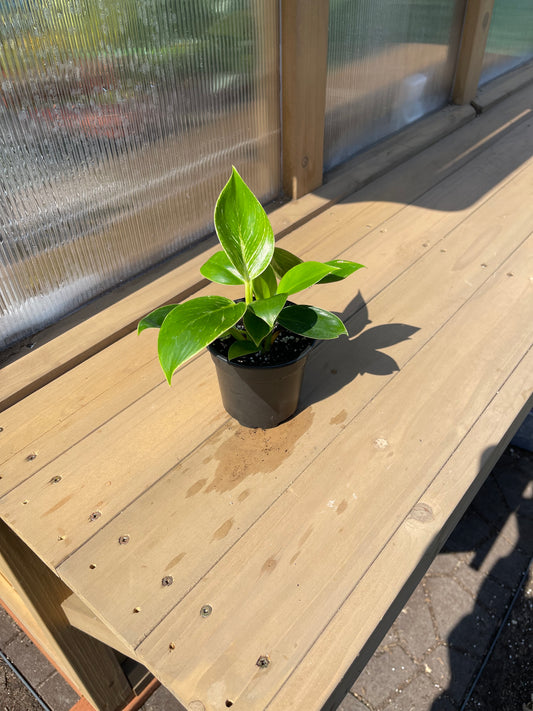 4 inch Philodendron “Birkin”