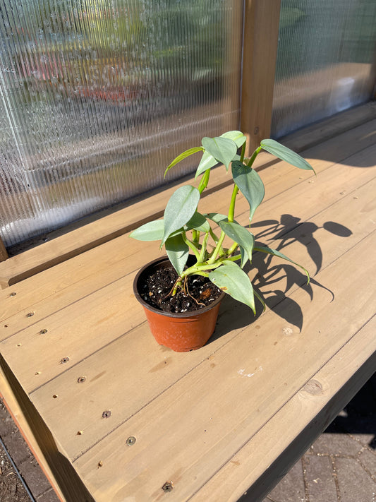4 inch Philodendron “Silver Sword”