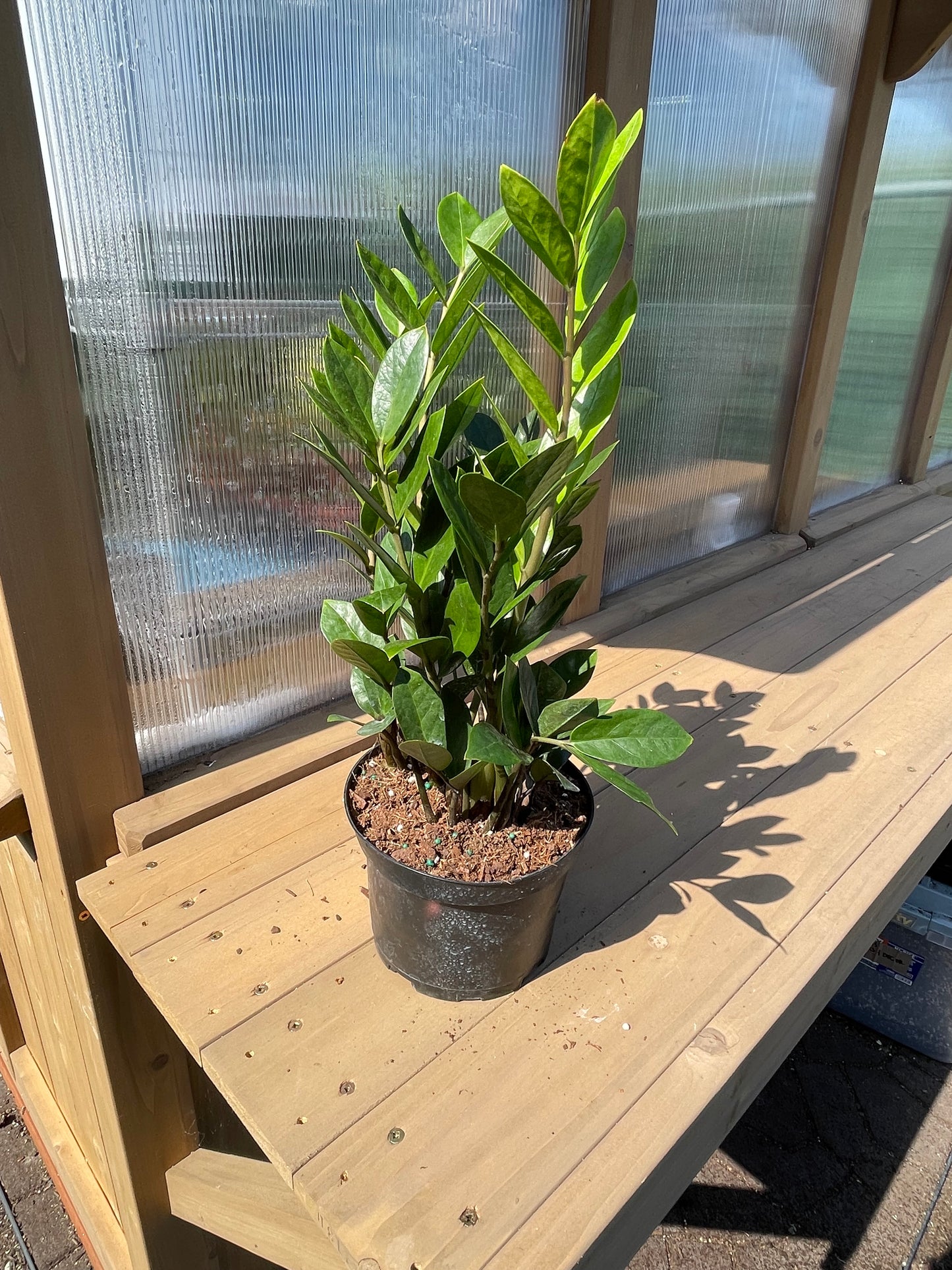 6 inch ZZ Plant