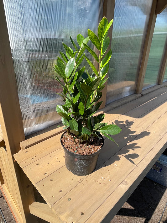 6 inch ZZ Plant
