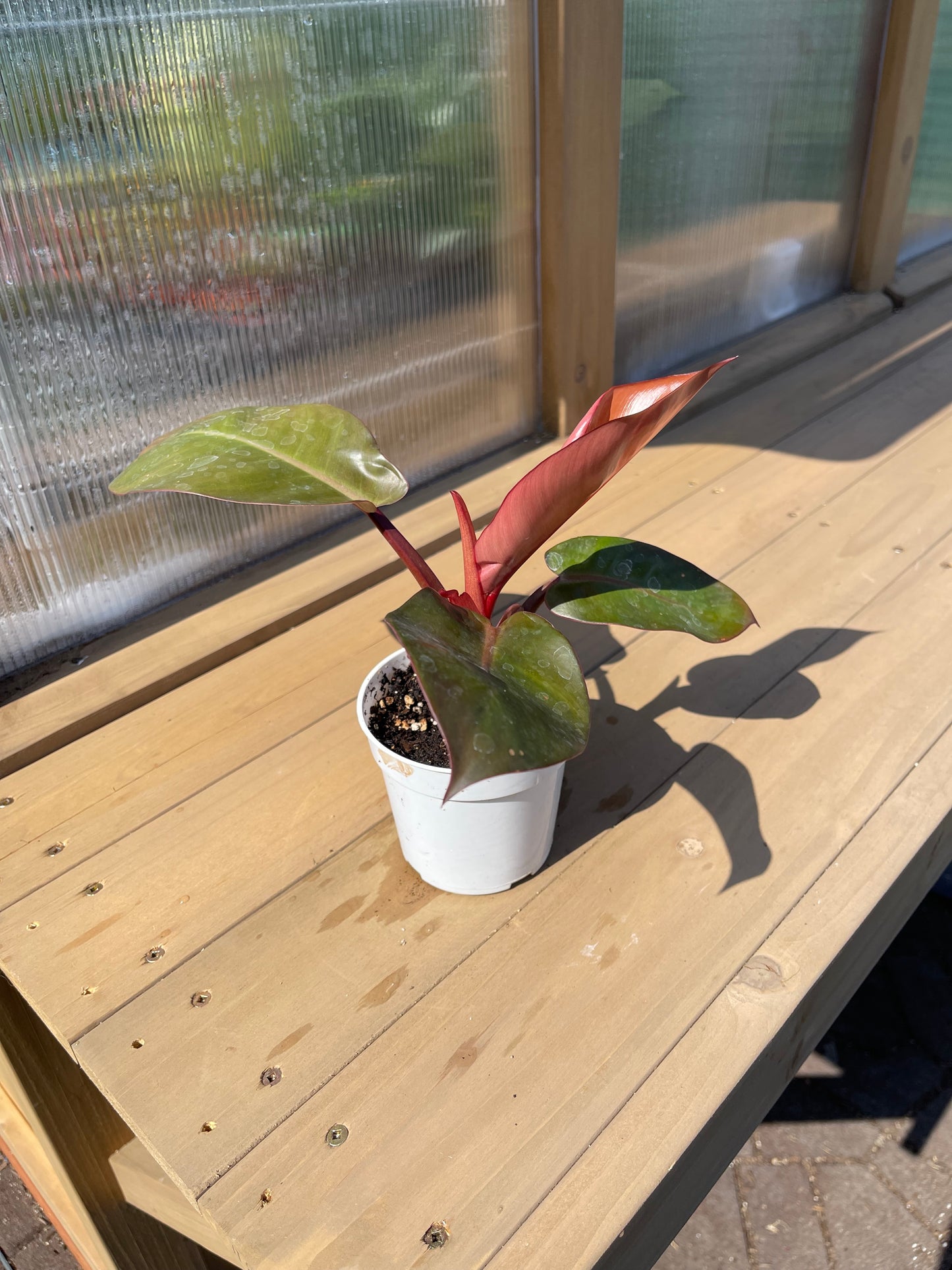 4 inch Philodendron “Rojo Congo”