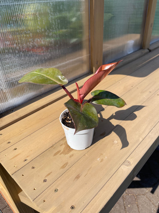 4 inch Philodendron “Rojo Congo”