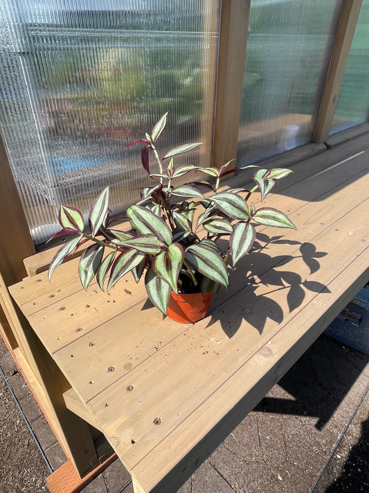 4 inch Tradescantia Silver Plus
