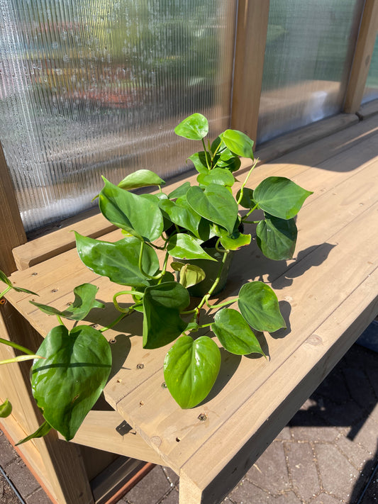 4 inch Philodendron Cordatum