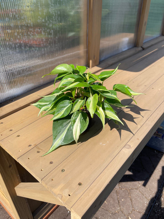 4 inch Philodendron “Silver Stripe”