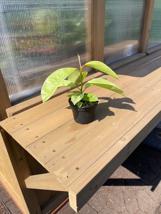 4 inch Ficus Shivereana Moonshine