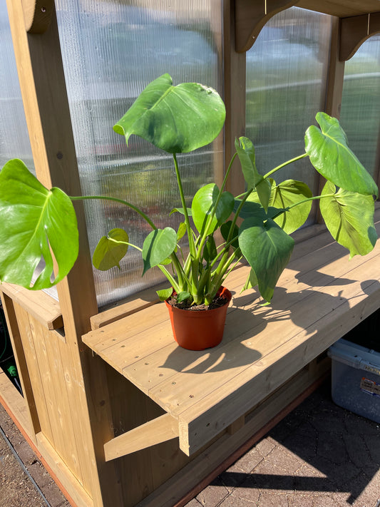 6 inch Monstera Deliciosa “Split Leaf”