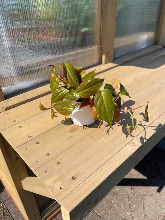 4 inch Philodendron Micans