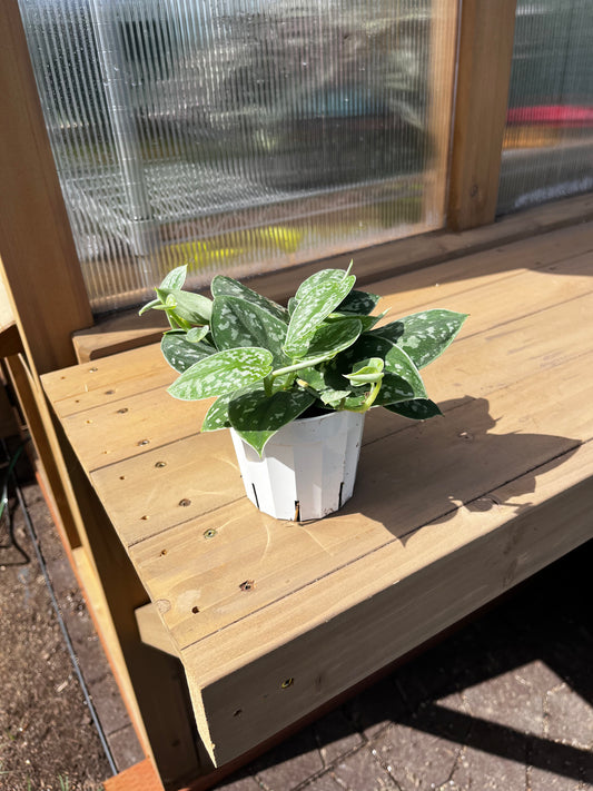 4 inch Satin Pothos