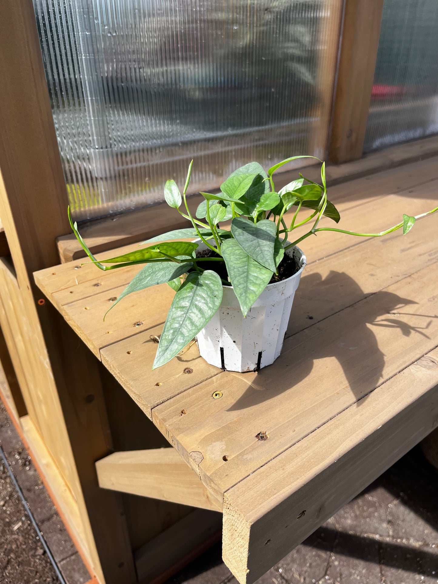 4 inch Pothos “Cebu Blue”