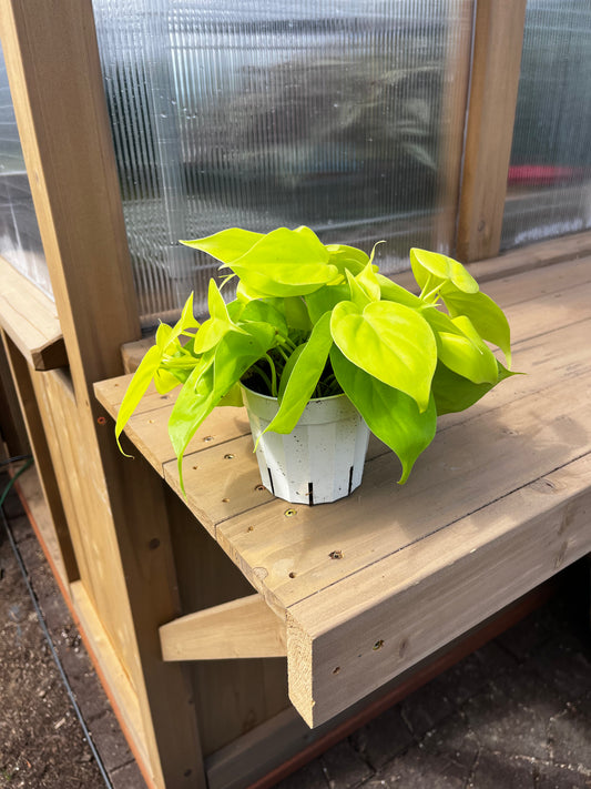 4 inch Neon Philodendron Cordatum