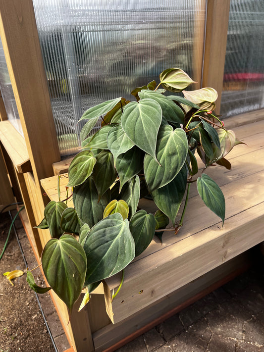 6 inch Philodendron “Micans”