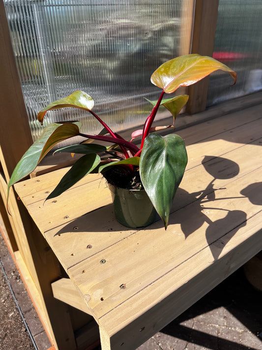 4 inch Pink Princess Philodendron