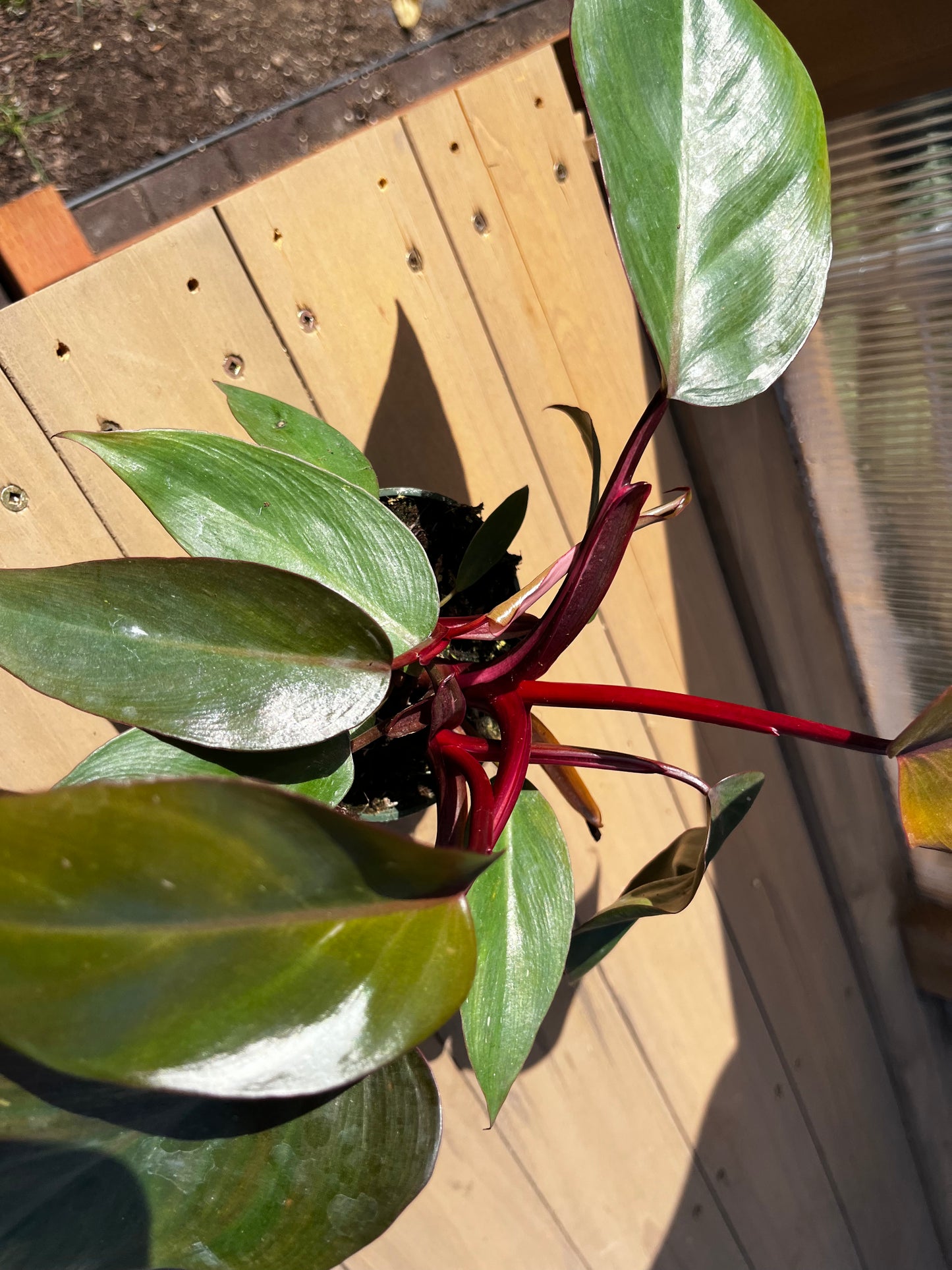4 inch Pink Princess Philodendron