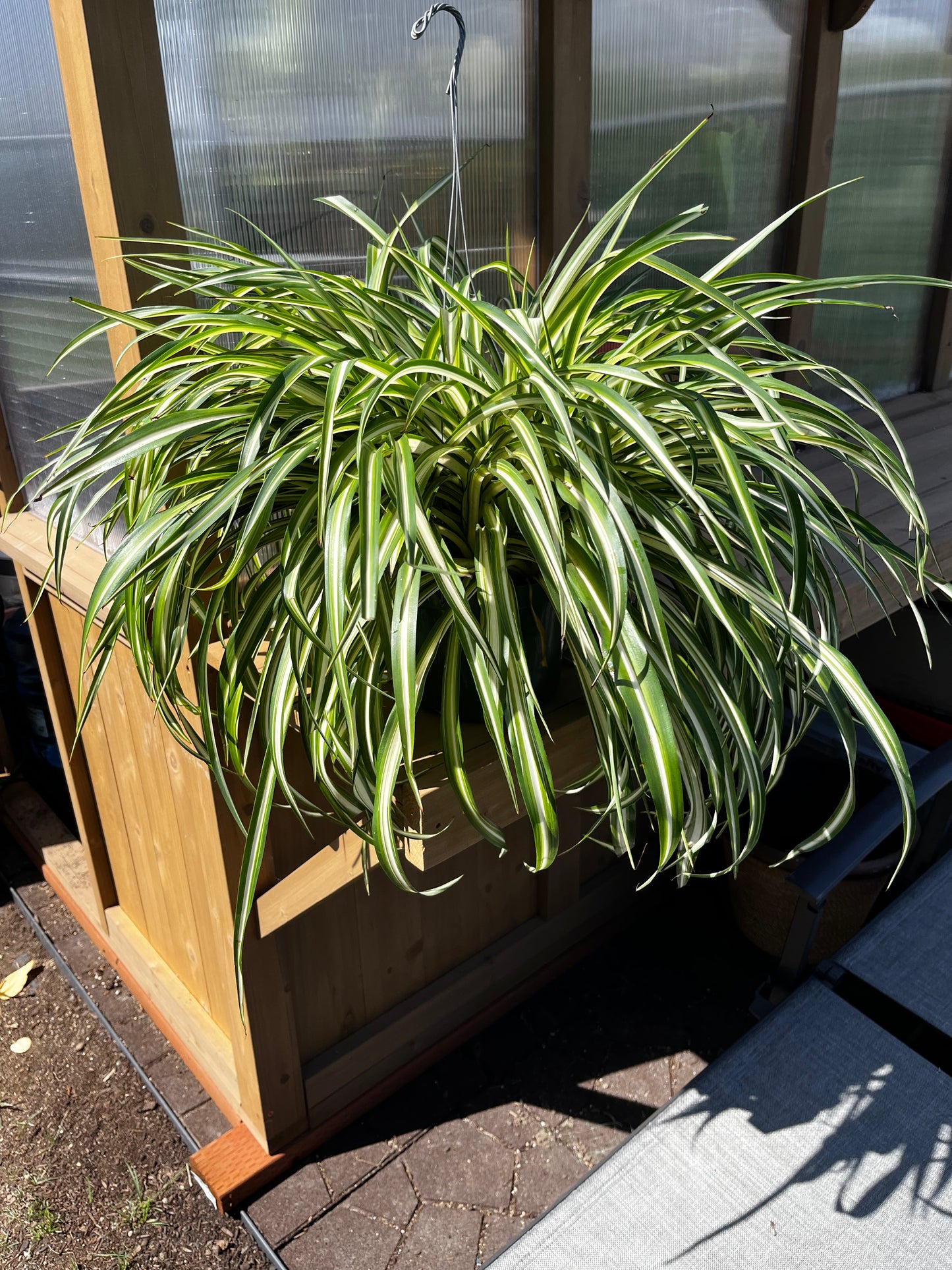8 inch Spider Plant