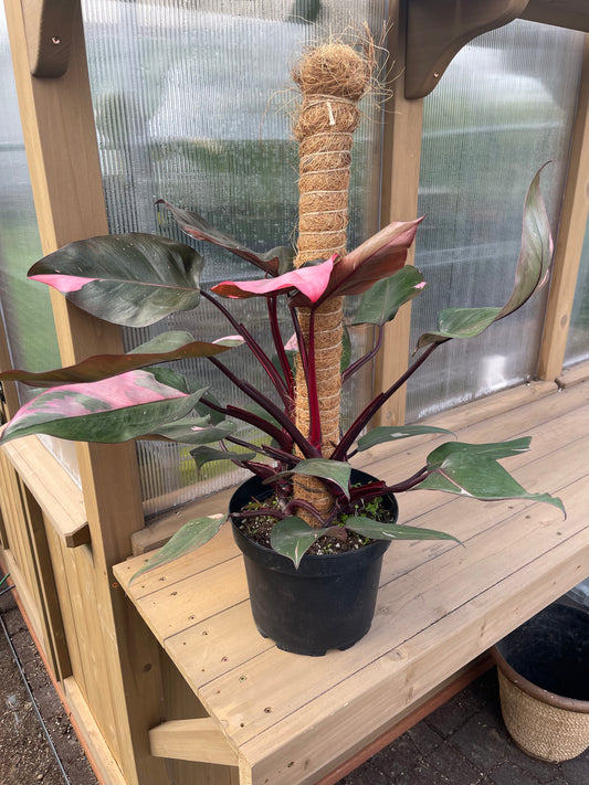 8 inch Pink Princess Philodendron