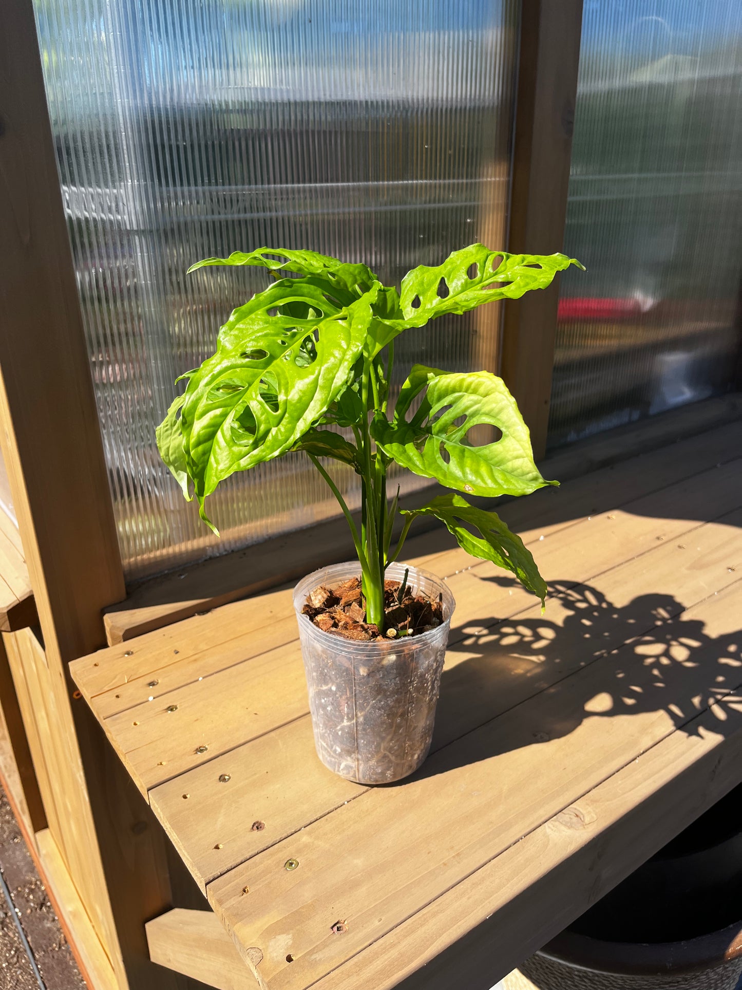 4 inch Monstera “Obliqua Peru”