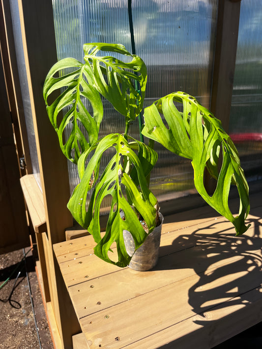 4 inch Monstera “Esqueleto”
