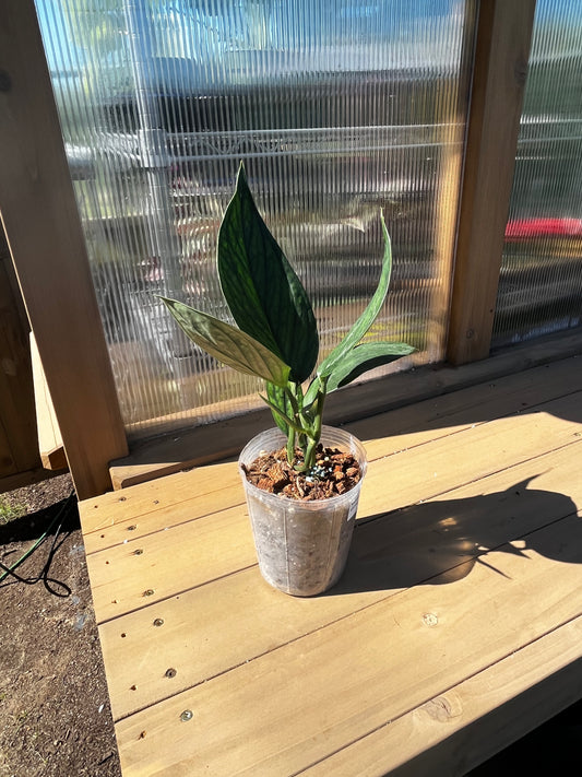 4 inch Monstera “aureopinnata snake”