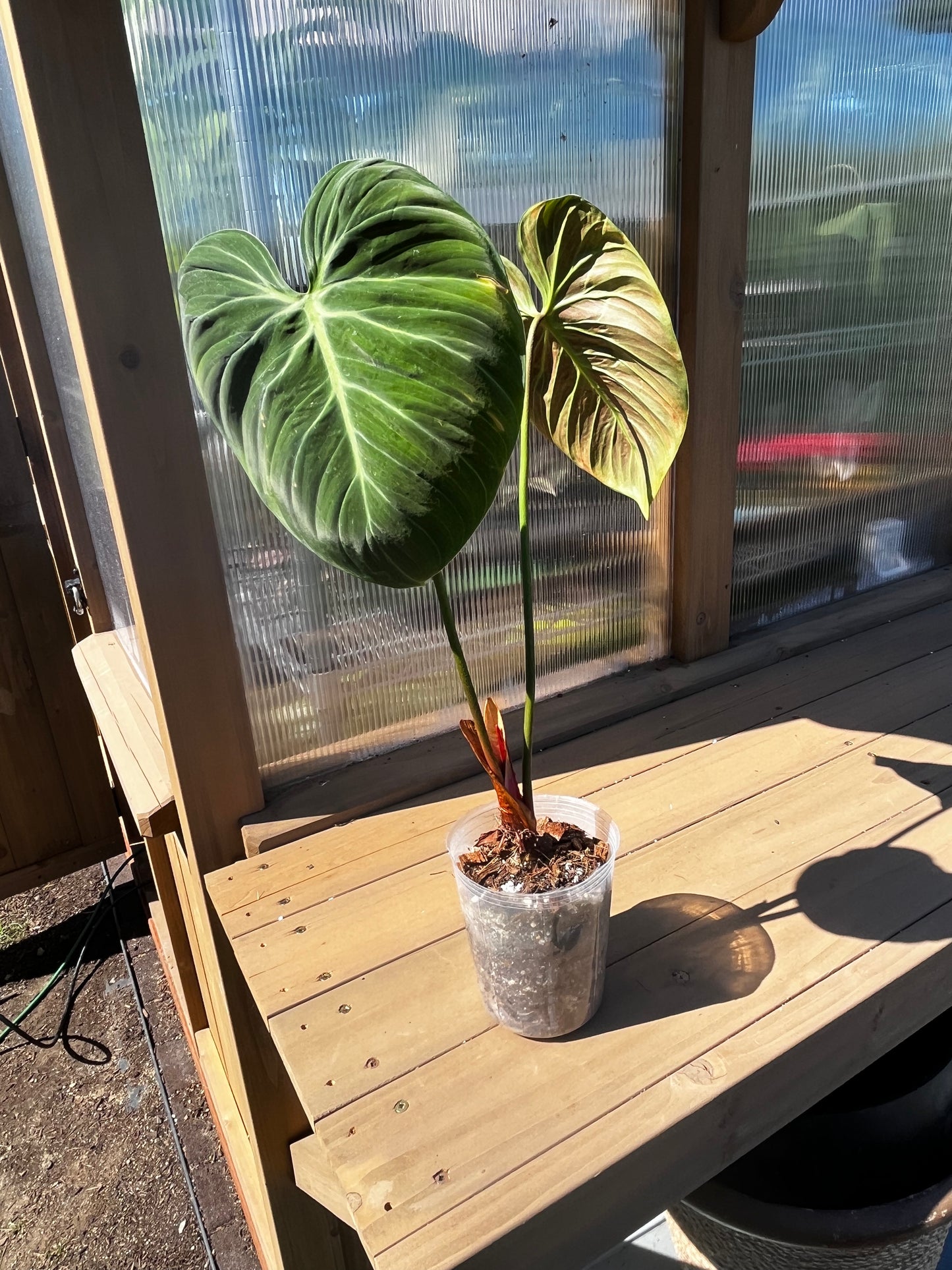 4 inch Philodendron “Choco Red”
